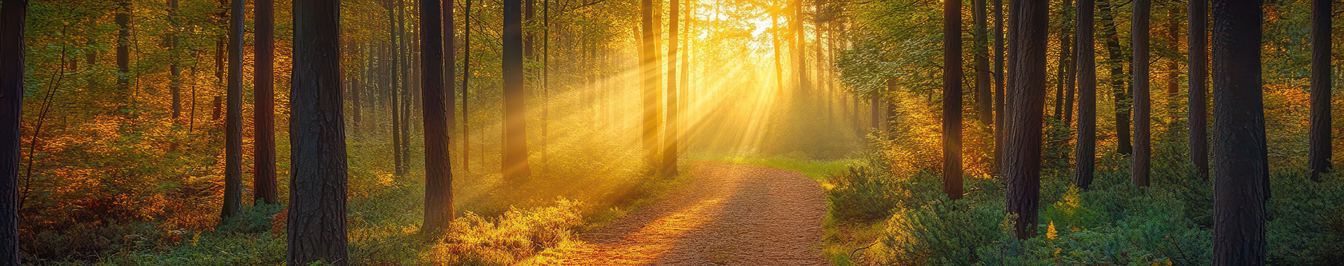Forest path with sun's rays